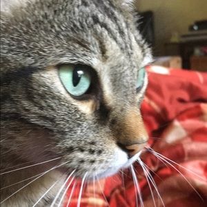 Meet your Posher, Cadence